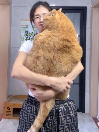 你喜欢小猫的哪一面? #撸猫有一套 #养猫人 #家有猫咪 #喵星人的日常