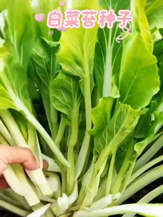 四季白菜苔脆嫩好吃,种植简单,阳台小院均可种植 #四季白菜苔