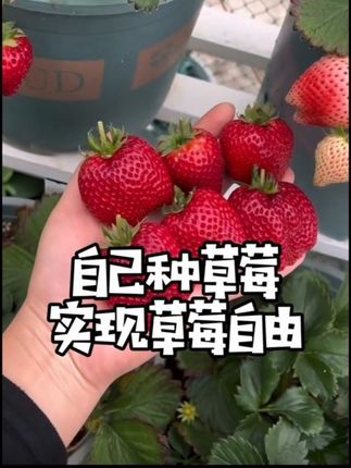 自己在家种草莓,轻松实现草莓自由! #种植小技巧 #家庭种植 #爱生活爱养花 #花卉绿植 #芥末花园