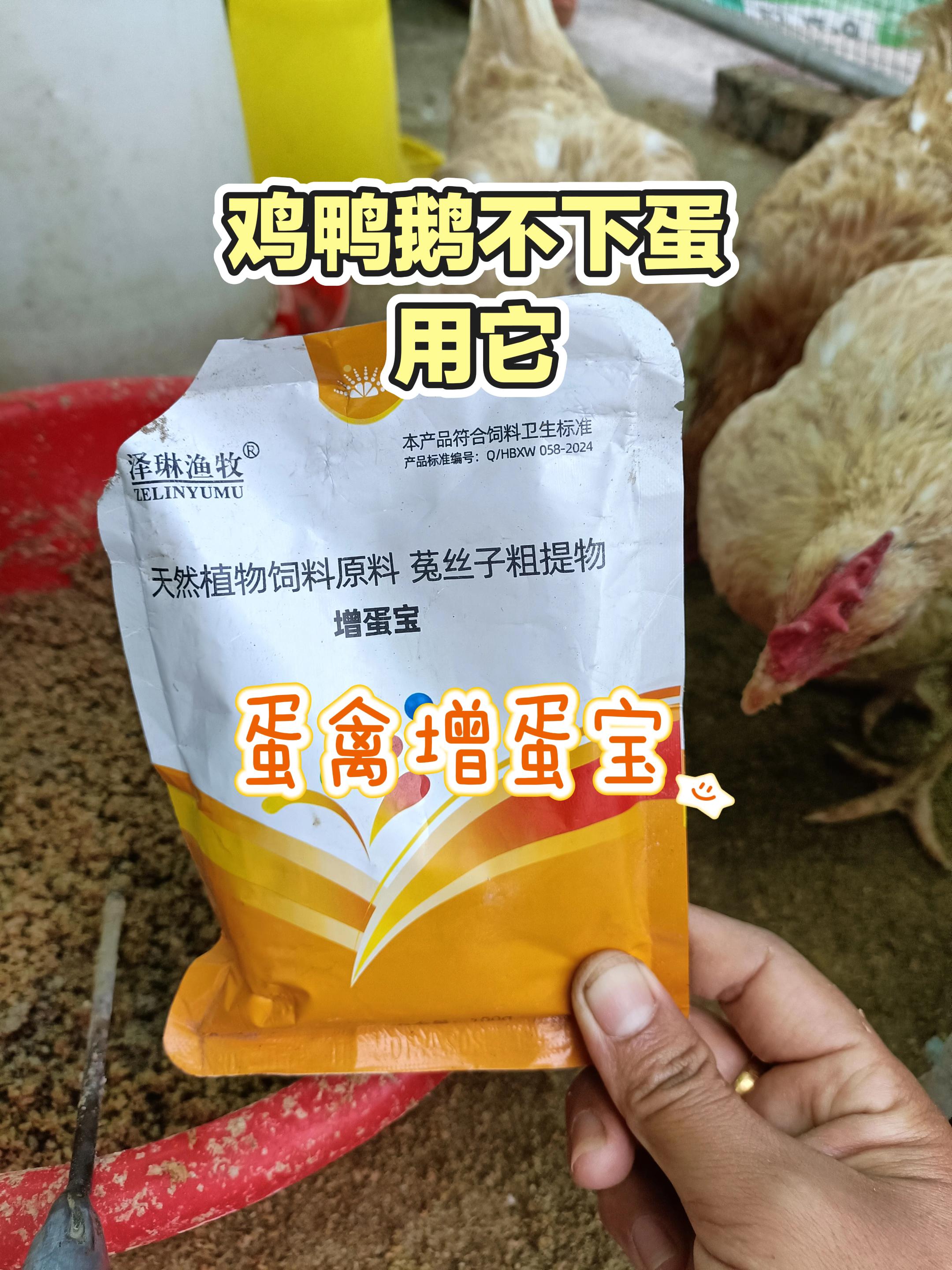 #鸡鸭鹅养殖 #蛋禽养殖 #家禽养殖 #鸡不下蛋 #增蛋宝