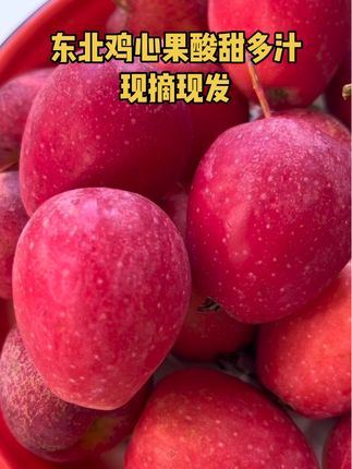 东北鸡心果脆甜多汁,酸甜爽口,嘎嘎好吃#新鲜采摘 #应季水果 #东北鸡心果 #农产品 #新鲜应季水果