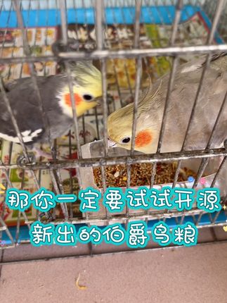 鹦鹉混合鸟粮!#鹦鹉🦜 #萌宠成长记 #记录生活