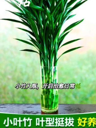 【聚财好运】招财竹0.6-1.1米高水培绿植花卉盆栽好养易活四季常青#每日分享 #水培植物 #养生之道 规格详情创作灵感