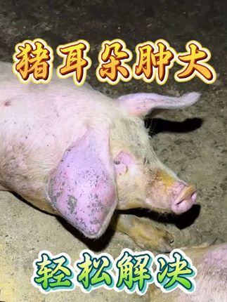 #所有养猪人 #养猪的心酸 #养猪人加油干 #养猪人不容易