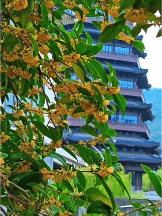 几度秋意浓,十里桂花香。心情沾染了花香,日子便有了诗意。凉风有信,秋月无边,愿所有的期待,都开花结果,愿所有的美好,都如约而至。#秋天的风里已经有桂花香 #桂花 #原创视频