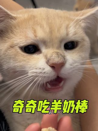 奇奇第一次当吃播 吃羊奶棒🐑#猫咪羊奶棒 #猫咪零食冻干 #猫咪磨牙 #猫咪零食 #养猫日常