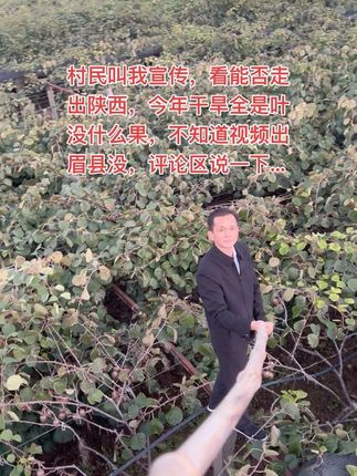 徐香猕猴桃,村民叫我宣传一下,不知道能不能走出陕西。 #助农水果 #徐香猕猴桃 #眉县猕猴桃酸甜刚刚好 #猕猴桃 #绿心猕猴桃