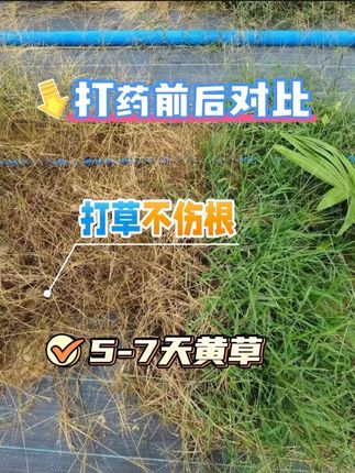 除草不伤根,快点击小黄车,超给力#槟榔 #槟榔种植 #除草剂 #除草 #精草铵膦铵盐