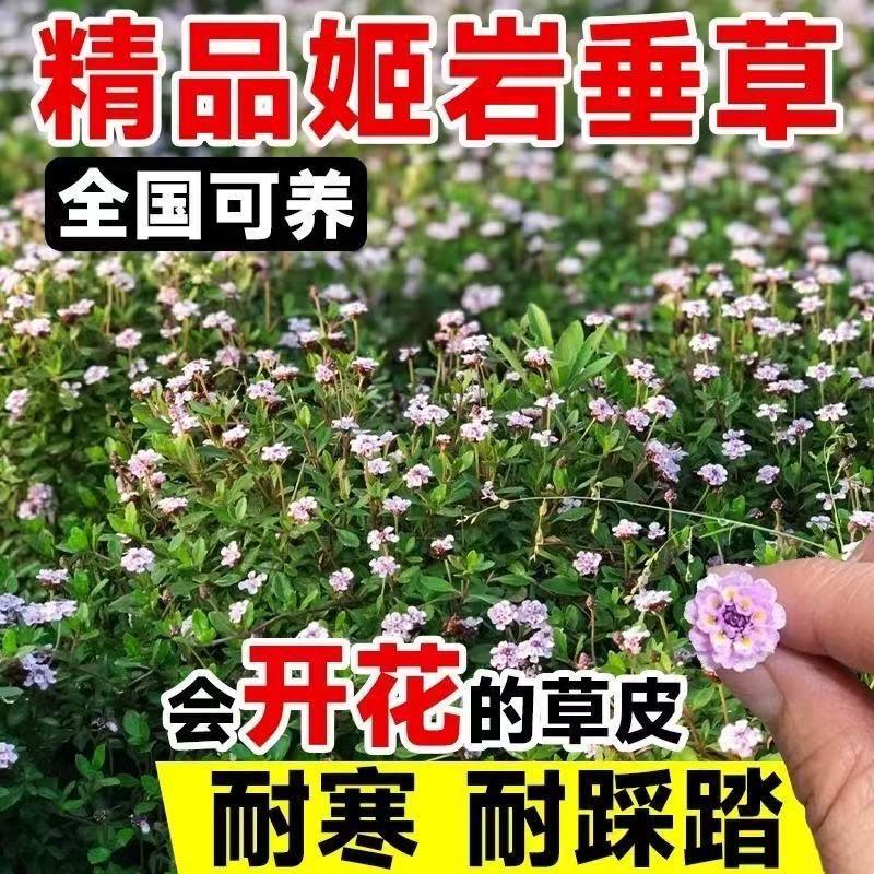 会开花的草坪。姬岩垂草(学名:Phyla canescens (Kunth) Greene)是马鞭草科、过江藤属多年生草本植物。该草分枝力强,生长速度快,茎节触地生根。叶披针形,叶前半部边缘有锯齿。粉白黄心的小花次第开放,开花不结籽,春夏秋均能看到漂亮的花海,是很好的蜜源植物。植株高矮整齐,生长高度不超过10厘米。原产于南美洲秘鲁地区,对土壤要求不严,发达的生根能力使其具有耐瘠薄、耐盐碱、耐干旱的特点,适用于岩石园等干热瘠薄的生长环境。该草繁殖以扦插为主。姬岩垂草有极强的生命力和耐粗放管理的生态习性,适宜作为园林绿化植物种植。#姬岩垂草方盘 #姬岩垂草基地