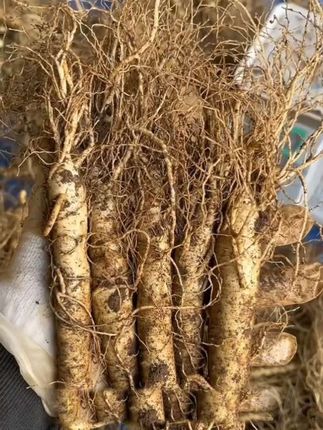 新款【长白山人参种子】正宗山参种植阳台庭院盆栽人参种籽