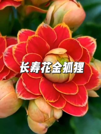 金狐狸长寿花,它寓意美好,象征着长寿安康,不管是摆放在自家,窗台、阳台,还是当作礼物送给长辈亲友,都再合适不过啦。#长寿花#长寿花金狐狸#金狐狸盆栽#花卉绿植 #爱生活爱养花