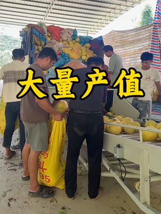 现场直销,两百万斤预估产值。 #优质农产品 #抖音助农扶农 #原产地 #红肉蜜柚