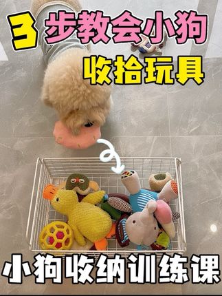 3步教会狗狗自己收拾玩具❗️学会这个技能,主人就能解放双手啦~怎么教会小狗自己收拾玩具,只需要三步,学会了就能让小狗自己收拾玩具啦~赶紧学起来吧!#幼犬训练 #小狗训练 #狗狗收拾玩具 #新手养狗 #狗狗训练教程
