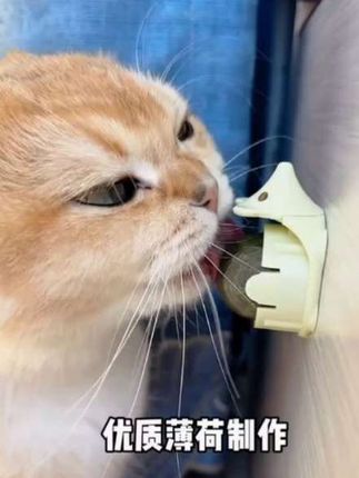 #萌宠 猫咪薄荷球,你家猫咪有了吗