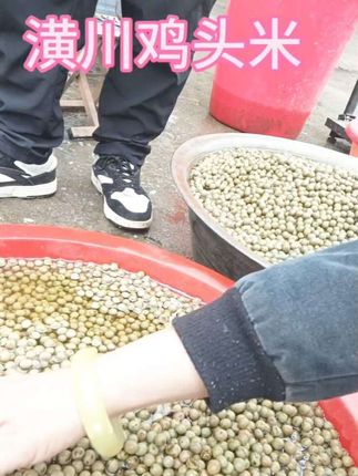 潢川鸡头米上市了需要的朋友们视频小黄车下单购买