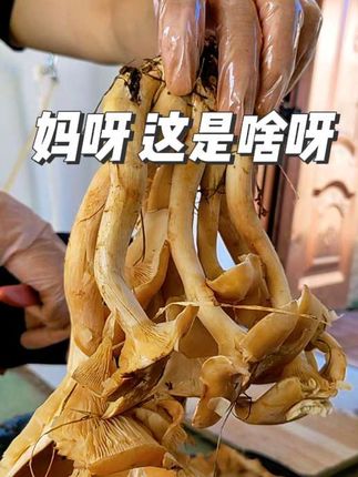 #钻石币充值 你见过这么大这么好的蘑菇吗?都叫它土堎蘑菇。#家乡特产 #野生菌 #大自然的馈赠 #山货 @玲萱爱运动