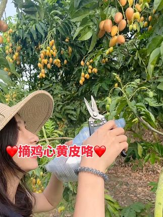 当暑气撞上「水果界解腻王」,黄皮果用酸甜暴击承包你整个夏天!#新鲜采摘#应季水果 #采摘园 #硕果累累 #黄皮