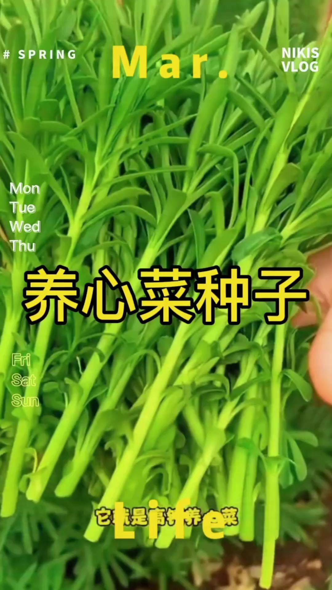 养心菜种子简单高钙菜种子多年生易种植新手种 #养心菜种子 #阳台小院均可种植 #三七菜 #养心菜 #蔬菜种子