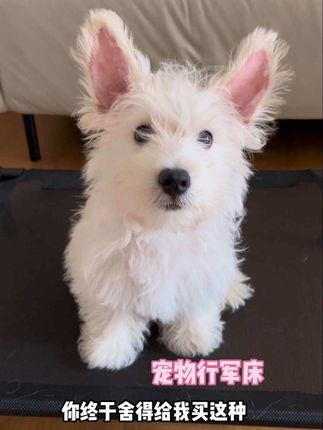 不得不说行军床真的比狗窝实用多了!有了他一年四季都不用给毛孩子换狗窝了!#养狗经验分享 #萌宠好物 #猫窝 #狗窝 #宠物行军床