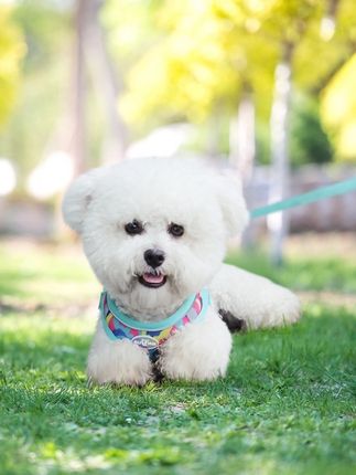 #萌宠日常记录 #萌宠 #萌宠出道计划