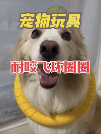 狗狗玩具解闷耐咬飞环圈圈玩具 #萌宠出道计划 #狗狗玩具 #狗狗飞环玩具 #狗狗圈圈玩具
