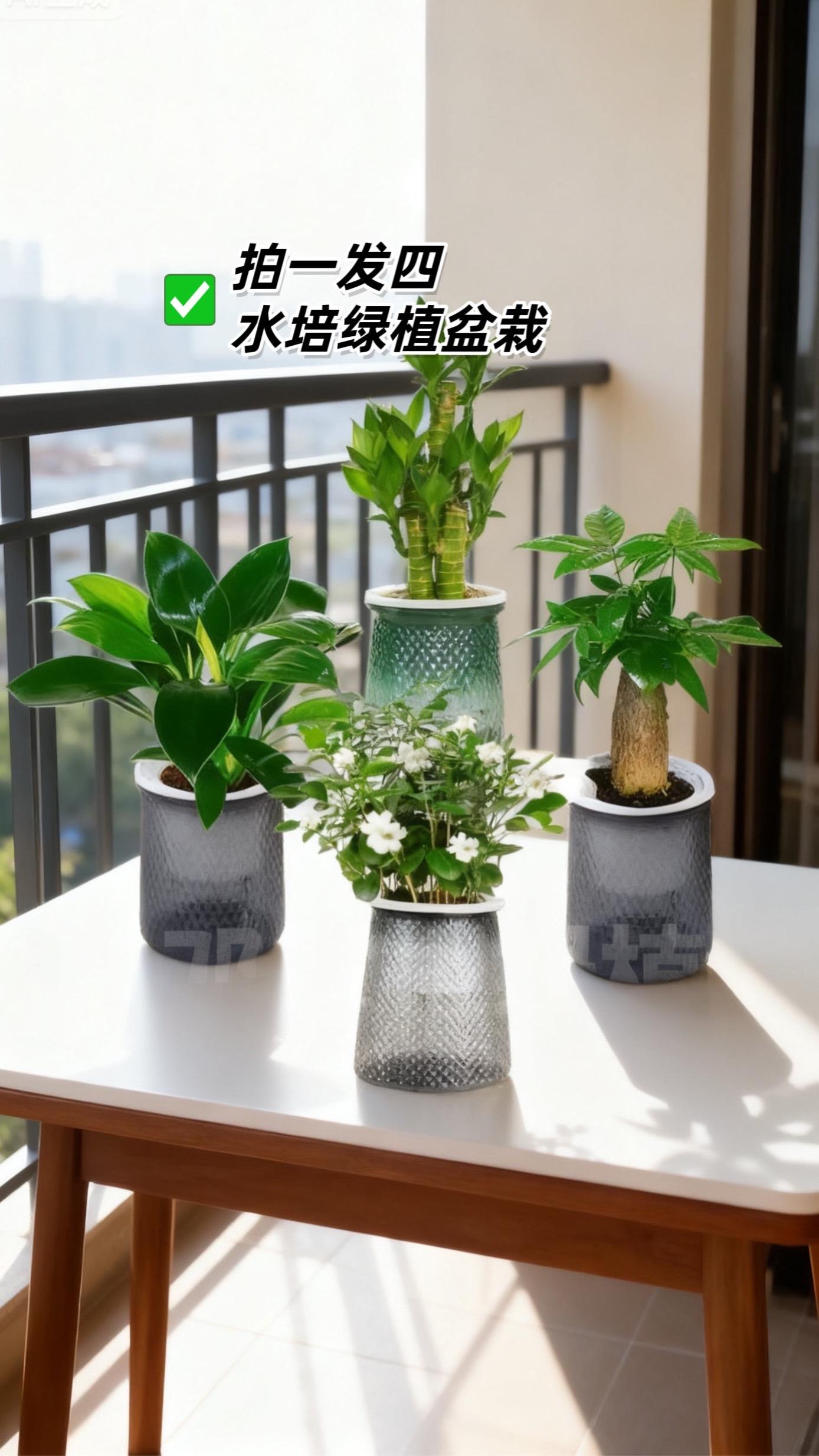 拍1发4!室内绿植组合。把“四季绿意+满满福气”一次搬回家 一次下单,到手发财树、金钻、九里香、步步高富贵竹四盆爆款绿植!每盆自带好寓意,叶片翠绿鲜活,从桌面到角落、从办公室到客厅,场景全适配,颜值与实用性拉满。 懒人&新手闭眼冲!发财树耐旱耐阴,富贵竹水培省心,金钻、九里香易养活,日常简单照料就常绿不枯,不用费心打理。 放前台,显格调还带招财好彩头;摆办公室,给工作添自然活力;放家里,让每个角落都有绿意生机。拍1得4,花一份钱收四盆绿植+四重祝福,送自己、送亲友都划算#室内绿植 #绿植盆栽 #花卉绿植