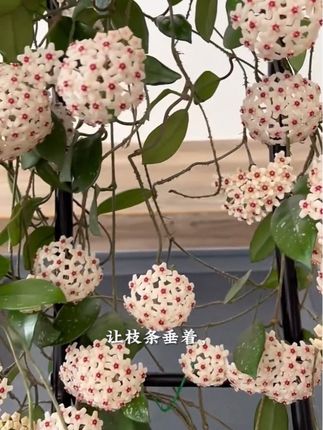 球兰开花繁茂,花色艳丽,花期长且易养护,耐阴适合光照不足的阳台。可爬藤成绿障,能垂吊显飘逸,花朵成球带清香,叶片常绿。基地优质花苗价优,值得入手。#花卉绿植 #球兰
