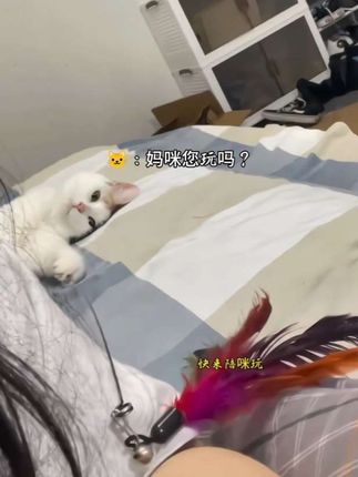 🐱:人,快抓,快起来抓呀!!#萌宠出道计划 #猫咪的迷惑行为 #猫咪拿逗猫棒逗主人