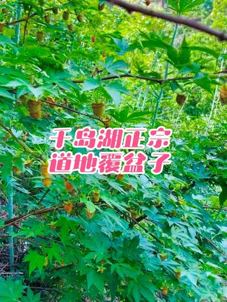 #覆盆子#覆盆子到底是什么 #覆盆子是个好东西 #覆盆子沙苑子山茱萸桑葚茶
