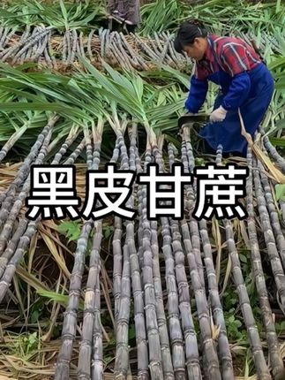 新鲜黑皮甘蔗,现砍现发#甘蔗 #黑皮甘蔗 #水果 #优质农产品 #农产品
