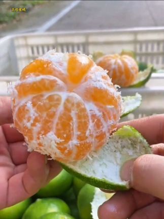 #青皮蜜橘 现摘现发青皮蜜橘,果肉饱满细嫩,汁水丰盈,酸酸甜甜的巨好吃#优质农产品 #应季水果#橘子@舒宁美食