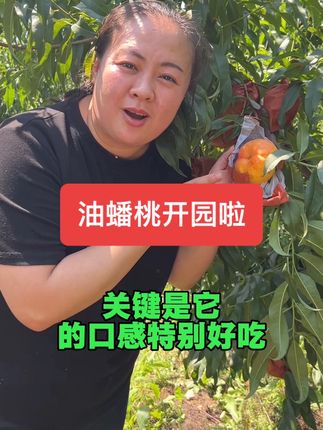 #新鲜采摘 #油蟠桃 #蟠桃 #口感特别好 #优质农产品