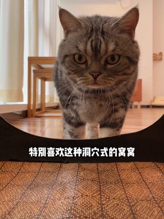免安装的宠物帐篷窝#新手养猫#萌宠好物#帐篷猫窝#宠物帐篷