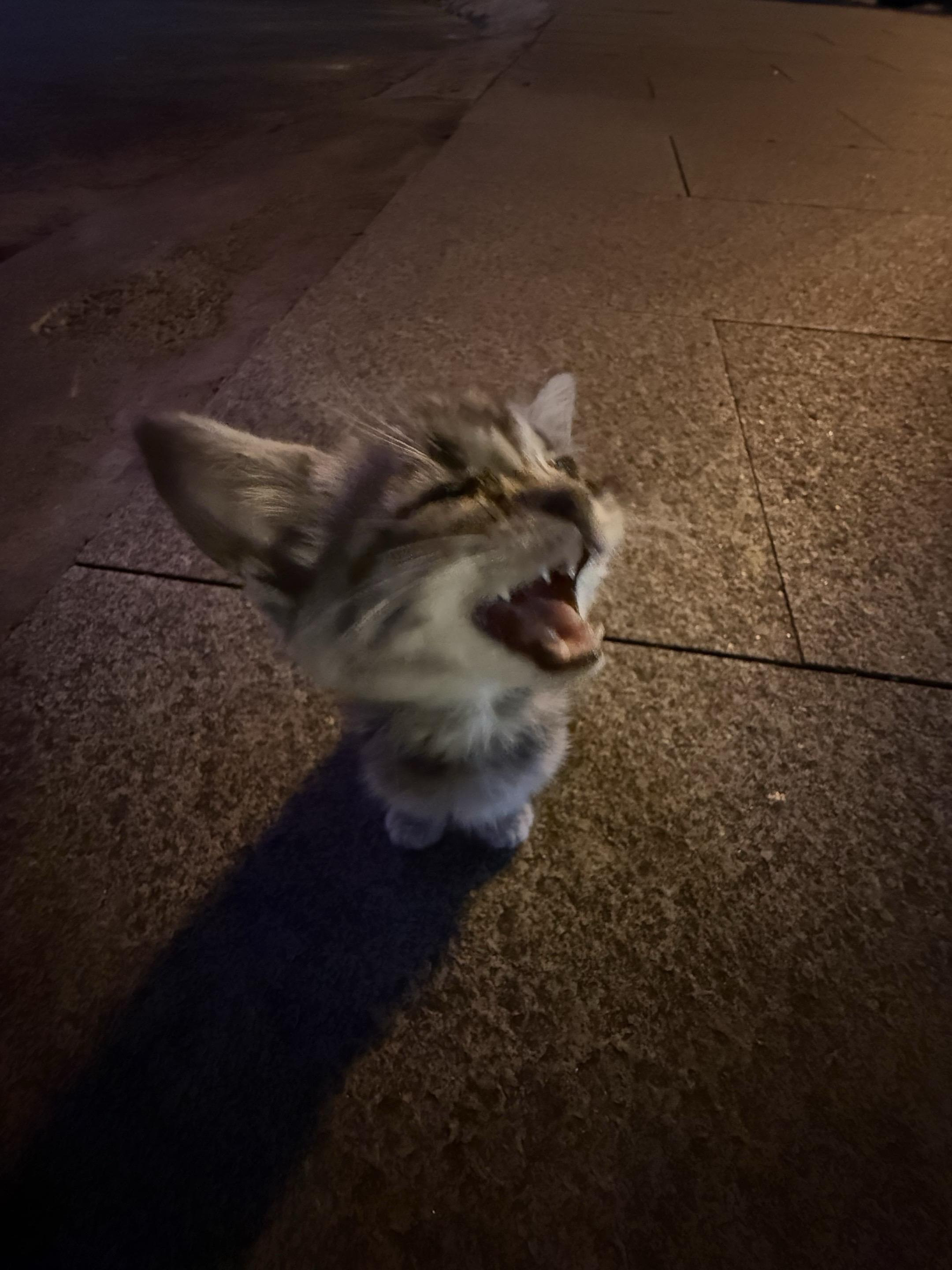 #猛兽出没