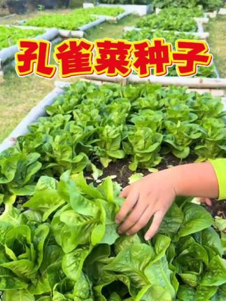 孔雀菜种子