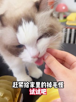 家里有掉毛怪的!一定要试试麦富迪的爆珠鱼油,小猫咪嘎嘎爱吃,一口一个不仅美毛还长肉#抖in萌宠计划#新手养猫#麦富迪鱼油#萌宠好物 #麦富迪