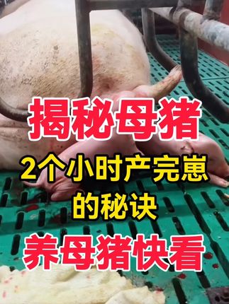 #自繁自养母猪 #自繁自养 #养猪人 #三农养殖 #三农