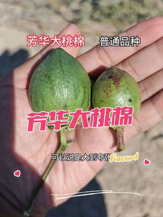 北疆123天,南疆130天,抗病中等,积温不好的地方不能种#芳华大桃棉 #芳华农资