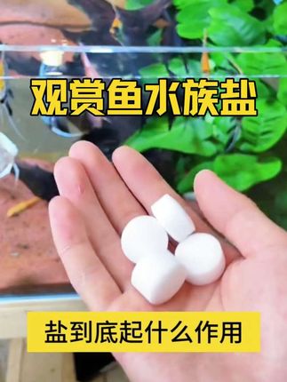 养鱼常备老三样,水族净水盐,调节水质,调渗透压#水族盐#观赏鱼#净水#养鱼日记