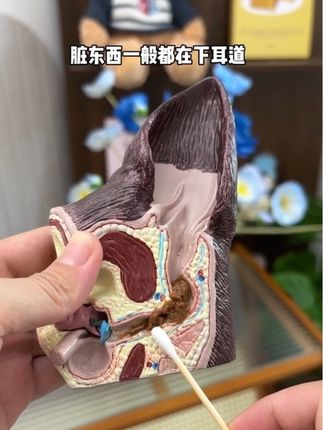 家里猫咪频繁抓耳挠腮,泪痕严重该给它们除耳螨了,这玩意真不需要买太贵的,兽护神家这个就挺好用#兽护神滴耳液 #兽护神 #新手养猫 #萌宠好物 #养猫人