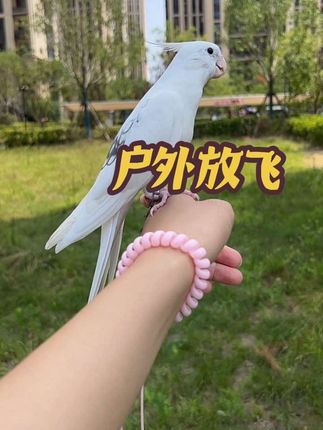 #户外放飞绳#萌宠出道计划#会吹口哨的玄凤鹦鹉🦜
