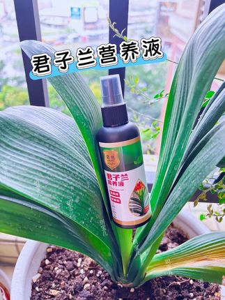 君子兰“救星”驾到!家人们,是不是家中君子兰养着养着,就出现黄叶、烂根状况?别慌,赶紧试试这款【君子兰营养液】,能让君子兰快速重焕生机活力!#君子兰专用营养液#君子兰养殖 #爱生活爱养花#好物推荐心 #我的花花草草🌸🌸