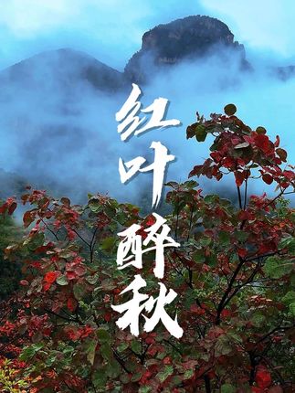 红叶最长情,一曲寄相思,入目无他人,四下皆是你…#一起来拍秋天#又到登山赏红叶的好时节#云雾缭绕人间仙境