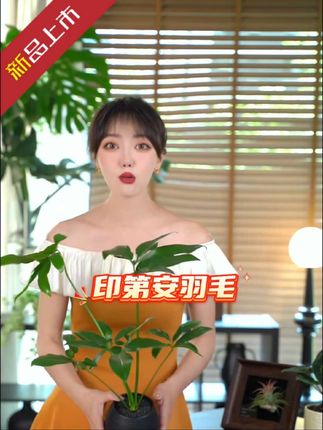#好物推荐🔥 #印第安羽毛 #基地直发 #花卉绿植 #爱生活爱养花