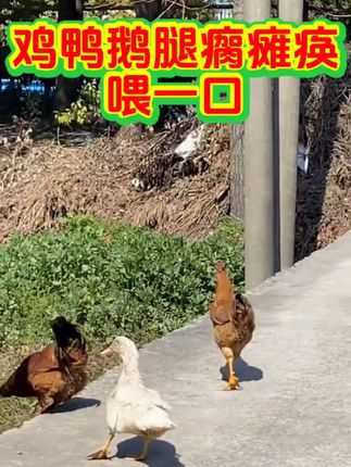 #养鸡知识 #养鸡人 #三农养殖 #养鸡小妙招