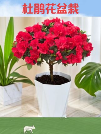 #杜鹃花盆栽 杜鹃花盆栽花卉植物室内花带苞大颗老桩四季花卉鲜花好养易活绿植#杜鹃花绿植 #室内绿植 #盆栽推荐 #好物推荐🔥