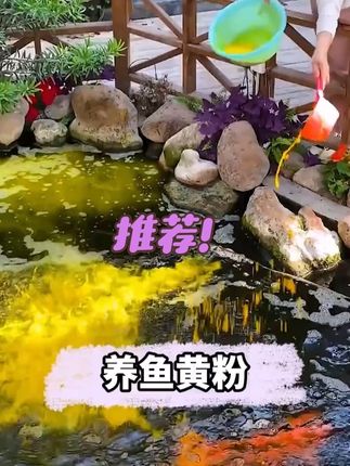这是连鱼塘老板都在用的“养鱼金粉”,不光见效快,而且不会破坏水质,各种金鱼、锦鲤、孔雀鱼、鹦鹉鱼都能用!#黄粉 #养鱼 #新手养鱼 #养鱼日记