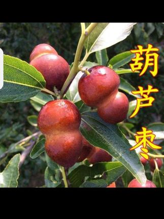 “庭中有奇树,绿叶发华滋。”这株葫芦枣树苗,宛若自然馈赠的精灵🌳,果实饱满,色泽诱人,仿若诗中描绘的“朱实离离”🍒。种下一棵树,收获一片绿意与甘甜。无论是装点庭院,还是感受田园诗意,它都是很好的选择🌱。乡村振兴正当时,为生活添一抹生机与希望吧!#葫芦枣树苗 #我的乡村生活 #冬枣树苗 #优质农产品 #抖音助农@上热门🔥🔥🔥