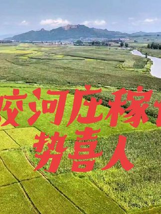 #乡村田野 #最美乡村风景 #山水之美 入秋了今年蛟河庄稼长势喜人又是一个丰收年#橱窗里有东北糯玉米