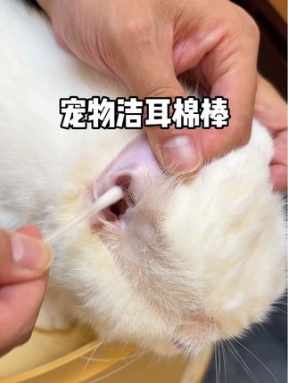 家里养猫的一定要知道这个! 一撕一掰,自带洁耳液,除螨率超过99%,家里有毛孩子的一定要安排起来!#开颜 #宠物洁耳棉棒 #猫咪耳螨怎么办 #猫咪耳朵清洁 #在抖音上买的好东西